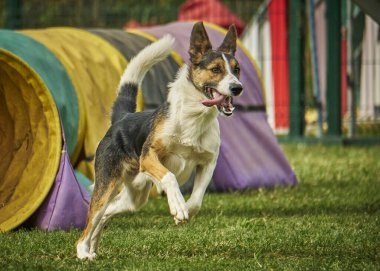 Yeşil çimlerde çeviklik yarışmasında köpek