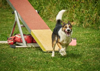 Parktaki köpek, çeviklik, çeviklik, eğitim