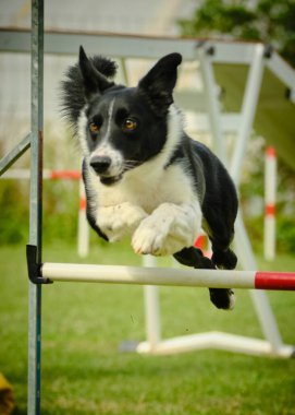kenar kömür ocağı köpek Jumping