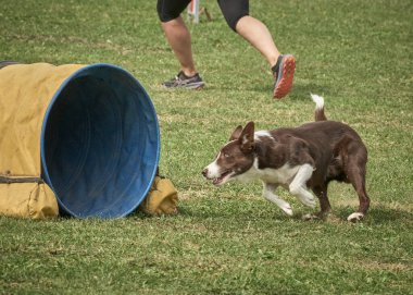 Yeşil alanda siyah beyaz yakalı bir köpek.