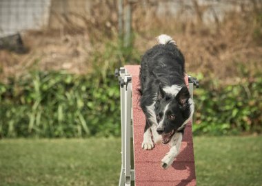 Siyah bir köpek çeviklik parkında koşuyor.