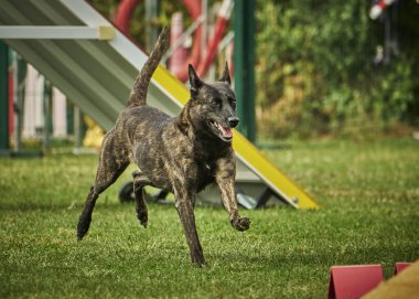 köpek çeviklik yarışmasında