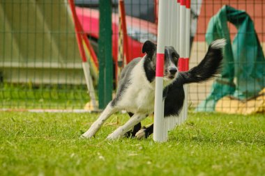 Çeviklik içinde zıplayan çoban köpeği.