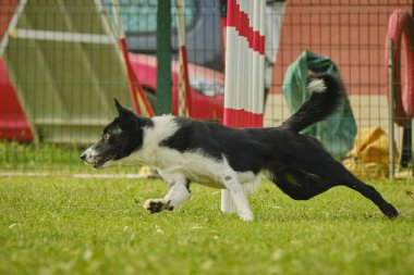 Sınır çoban köpeği eğitimi