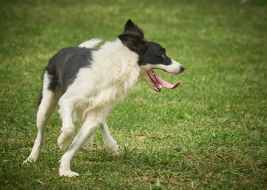 çalışan sınır collie köpek