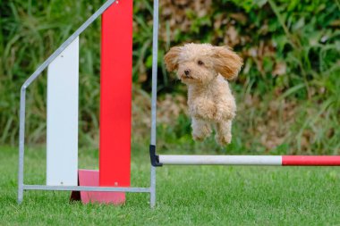 Köpek çevikliğin üzerine atlıyor.