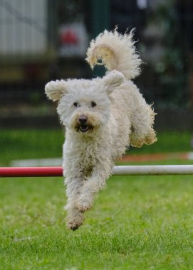 Bir çevikliğin üzerinden atlayan köpek.