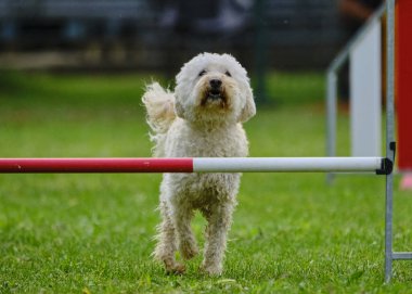 Köpek çimenlerde koşuyor.