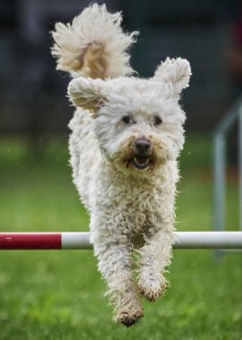 Beyaz bir çoban köpeği çeviklik içinde atlıyor.