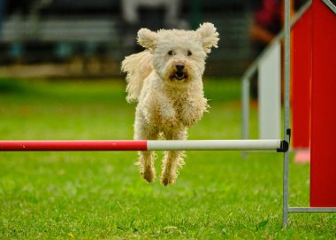 Çevikliğe atlayan köpek