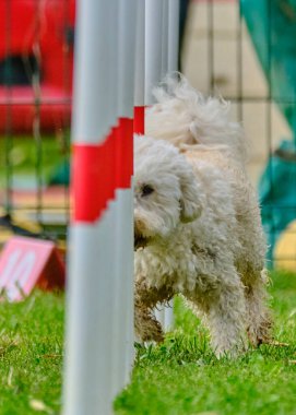 Beyaz köpek çimlerde