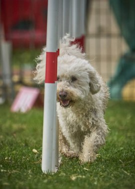 Parktaki sevimli köpek.
