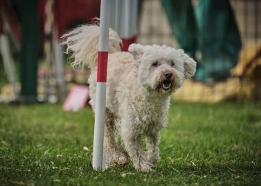 Parktaki sevimli beyaz köpek.