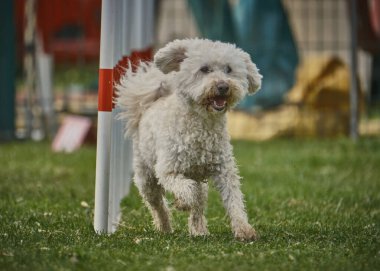 Köpek beyaz kaniş yetiştirir.