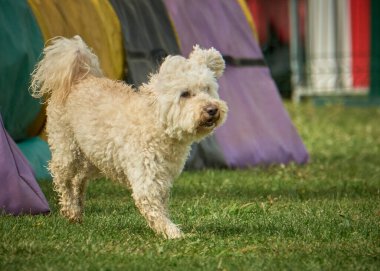 Bahçedeki beyaz köpek, evcil hayvan, hayvan, köpek, köpek, köpek, köpek