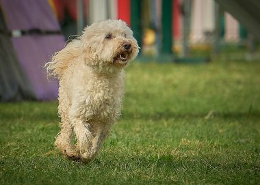 Köpek parkta koşuyor.