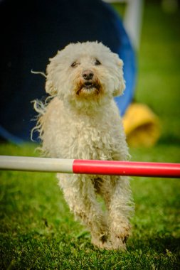 Kırmızı ve beyaz dişli köpek
