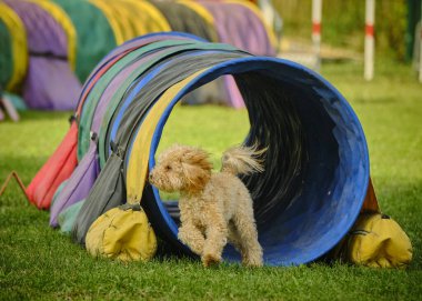 Çimlerin üzerindeki köpek
