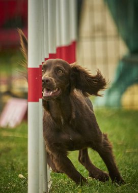 Köpek çevikliğin içinde zıplıyor..