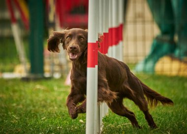 Bir çeviklik yarışmasında köpek eğitimi..