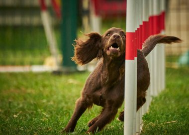 köpek çeviklik yarışmasında