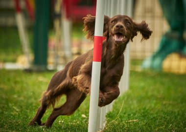 Tarladaki sevimli köpek.