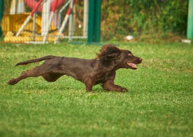 Köpek çiftleşmesi Alman çoban köpeği