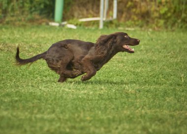 Labrador Retriever parkta koşuyor..
