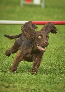 Köpek cinsi cocker spanyel yeşil çimlerde