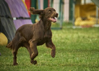 Güzel bir köpeğin portresi.