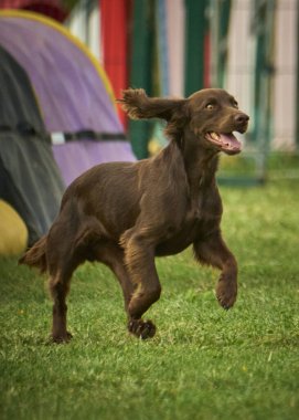 Yazın tarlada koşan siyah bir labrador köpeği.
