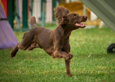 Atlayan sevimli labrador köpeği.