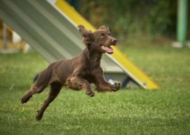 Bir köpek portresi, doberman cinsi.