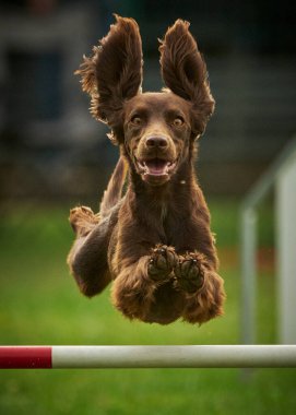 Köpekler güneşli bir günde parkta koşar.
