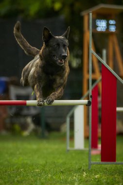 Çeviklik yarışmasında köpek zıplaması