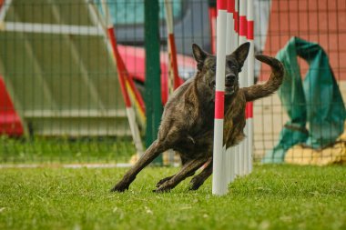 Çeviklik yarışmasında köpek.