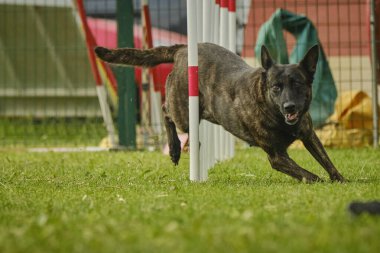 Çeviklik içinde Alman çoban köpeği