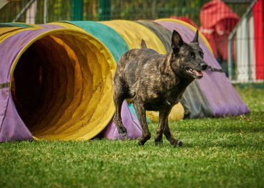 Çeviklik eğitimi almış bir köpek.