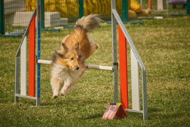 Çeviklik parkında çeviklikte köpek.