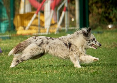 border collie puppy oynuyor