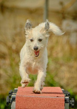 Beyaz teriyer ve atlayan bir köpek. Parktaki evcil hayvan konsepti.
