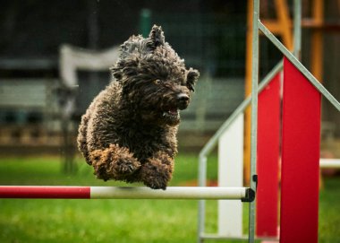 Çevikliğin üzerine atlayan bir köpeğin yakın çekimi.