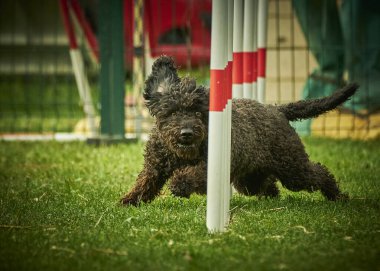 Çeviklikteki sevimli bir çoban köpeğinin portresi.