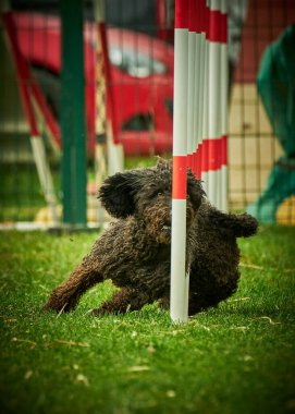 Çevik siyah bir köpek..