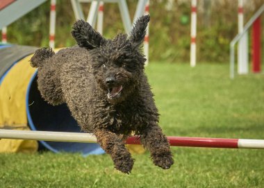 Siyah bir köpekle çeviklik kursunda siyah çevikliğe atlamak