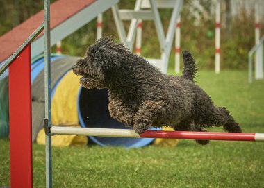 Sınır çoban köpeği çevikliği