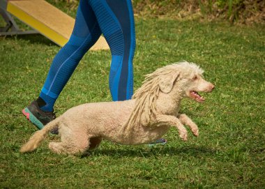 Köpek koşar ve koşar..