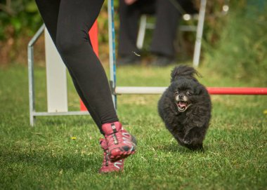Bir çeviklik yarışmasında köpek