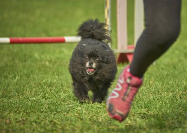 Köpek yarış pistinde koşuyor.