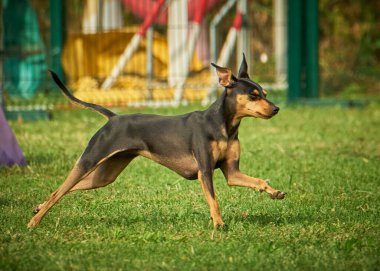 Parktaki köpek doğa arka planında